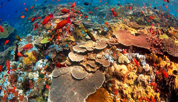 Gamat Bay Nusa Penida Snorkeling Nusa Penida Tour Package Best Nusa Penida Tour
