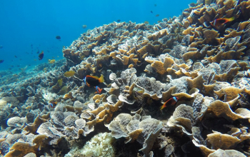 Nusa Penia Snorkeling Best Nusa Penida Tour Service